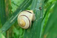 Cepaea hortensis