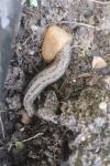Limax maximus