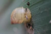 Succinea putris