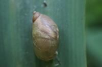 Succinea putris