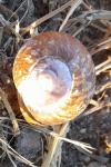 Helix pomatia