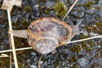 Cornu aspersum