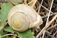Cepaea hortensis