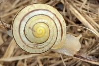 Cepaea hortensis
