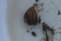Corbicula