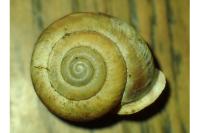 Corneola squamatina