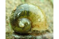 Radix auricularia