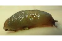 Deroceras invadens