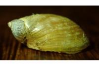 Succinea putris