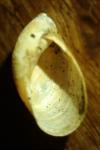 Succinea putris