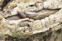 Balea perversa