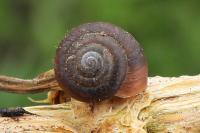 Trochulus hispidus