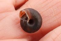 Trochulus hispidus