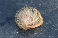 Cornu aspersum