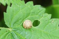 Hygromia cinctella