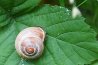 Cepaea nemoralis