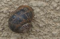 Cornu aspersum