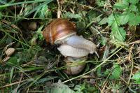 Helix pomatia