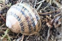Cornu aspersum