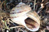 Cornu aspersum