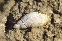 Stagnicola palustris