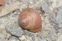 Cepaea nemoralis