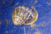 Cornu aspersum