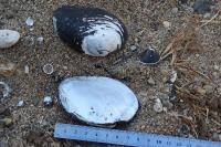 Potomida littoralis