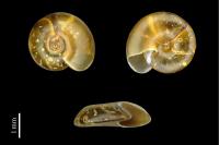Segmentina nitida