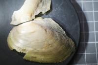 Anodonta anatina