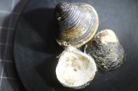 Corbicula