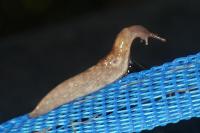 Deroceras reticulatum