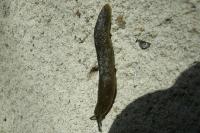 Limacus flavus