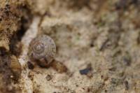 Helicigona lapicida
