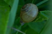 Cepaea