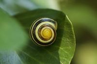 Cepaea nemoralis