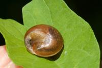 Hygromia cinctella
