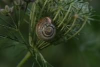 Monacha cartusiana