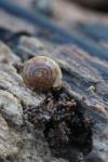 Gonyodiscus rotundatus