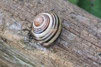 Cepaea nemoralis