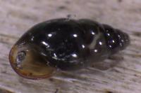 Cochlicopa lubrica