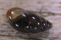 Cochlicopa lubrica