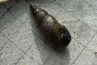 Omphiscola glabra