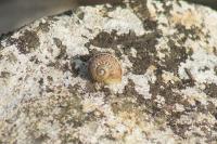 Cornu aspersum