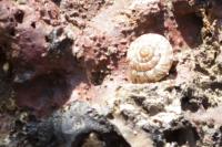 Monacha cartusiana