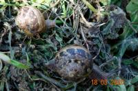 Cornu aspersum