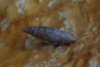 Clausilia