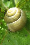 Cepaea nemoralis