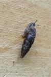 Clausilia bidentata