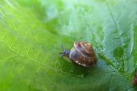 Hygromia cinctella